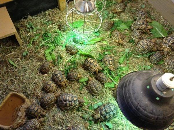 Image 3 of Leopard Tortoises 5 year olds.
