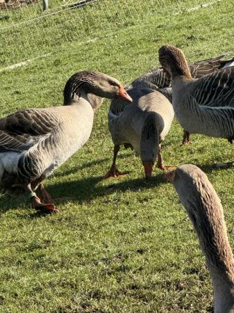 Image 3 of Toulouse geese x 6 for sale