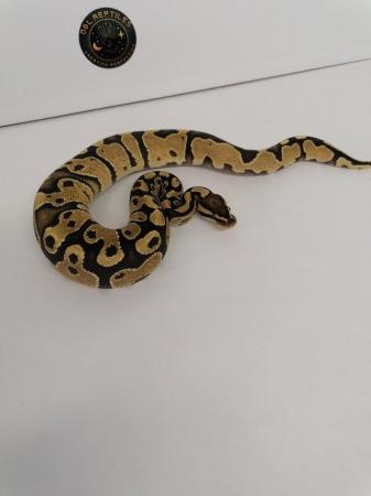 Image 3 of X2 female ball python hatchlings
