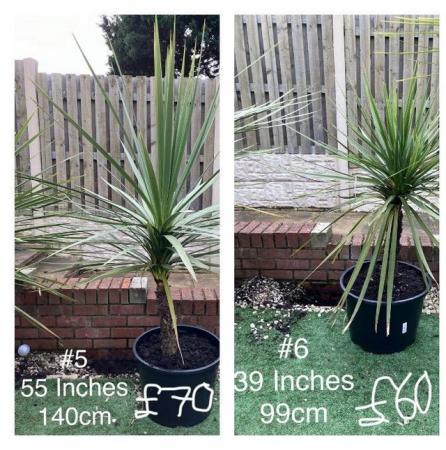 Image 3 of New Zealand Cabbage Palms (Cordyline Australis) For Sale