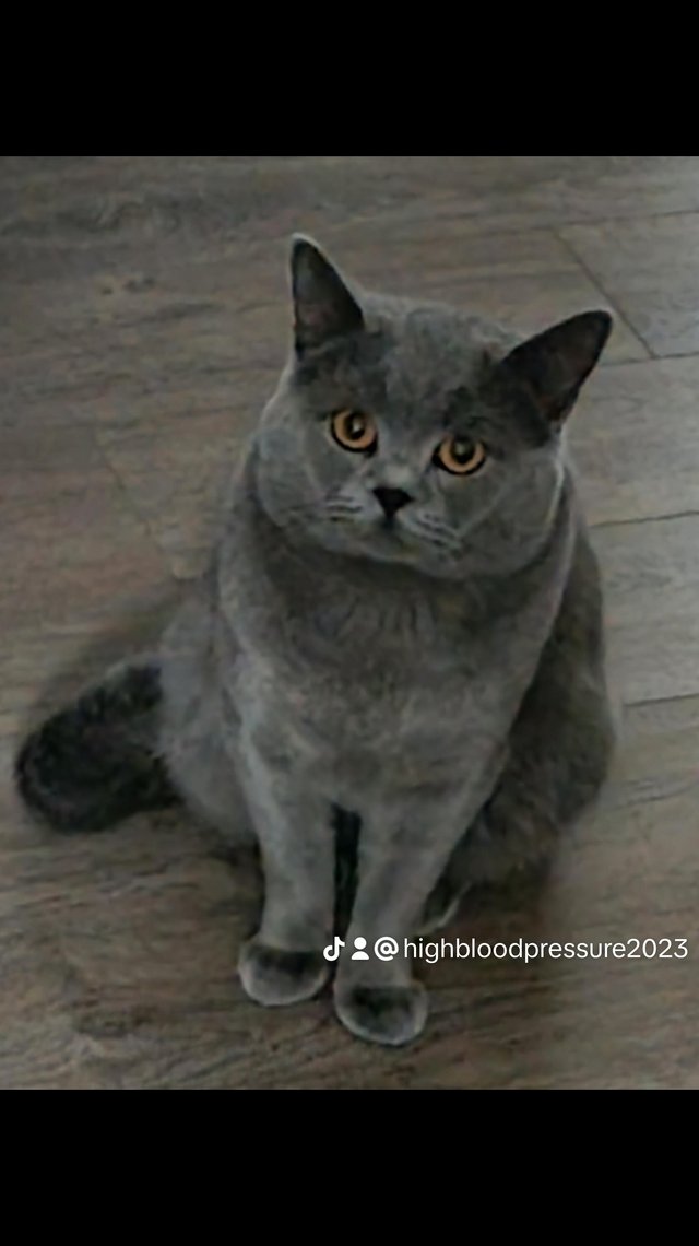 Preview of the first image of BRITISH SHORT HAIR BLUE CAT1234.
