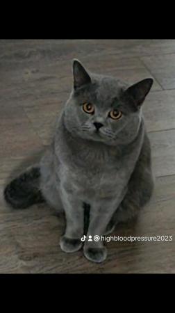 Image 1 of BRITISH SHORT HAIR BLUE CAT1234