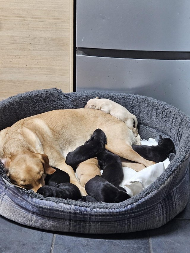 Preview of the first image of Labrador retriever puppies for sale.
