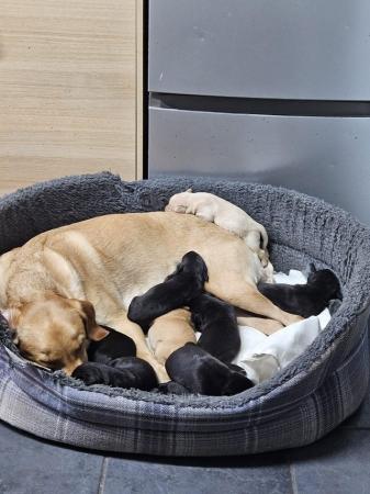 Image 1 of Labrador retriever puppies for sale