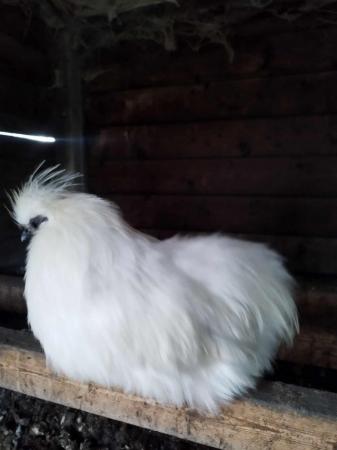 Image 1 of BANTAM SILKIE COCKERELS - MIXED COLOURS & PURE WHITE