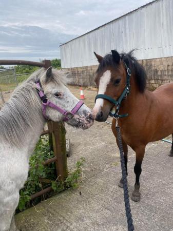 Image 3 of Easy 10hh Spotted Mare - Lead Rein Pony, Therapet, Companion