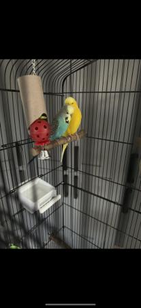 Image 3 of Budgies for sale in Peterborough