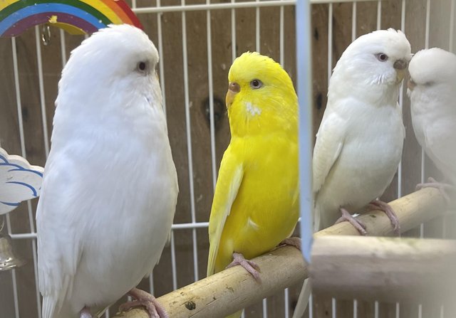 Image 1 of Adult Budgies for sale m&f