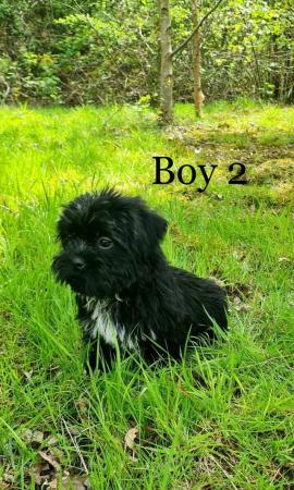 Image 10 of Shorkie silver shorkie boy only boy now available