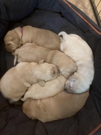 Image 6 of KC registered yellow/fox red Labrador puppies