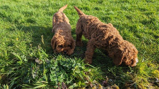Image 14 of Gorgeous F1 toy cavapoo puppies