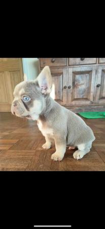 Image 3 of 10 week old Registered Frenchies