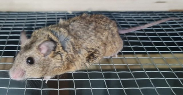 Image 6 of African Soft Furs (Multimammates) Rats/Mice