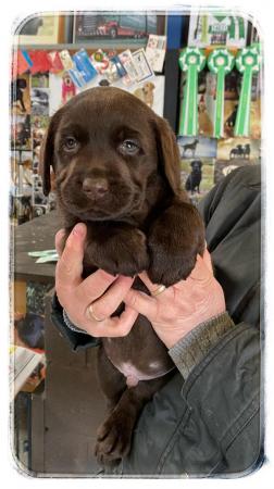 Image 8 of Fantastic Litter Show Breed Chocolate Labrador Puppies