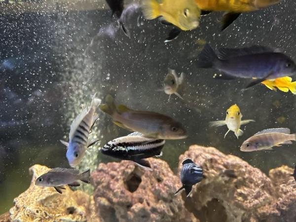 Image 5 of Approximately 30 various Cichlids