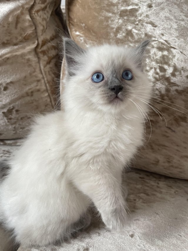Preview of the first image of Pedigree blue point ragdolls ready to leave.
