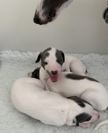 Image 6 of Kc reg whippets health tested parents  last pup available