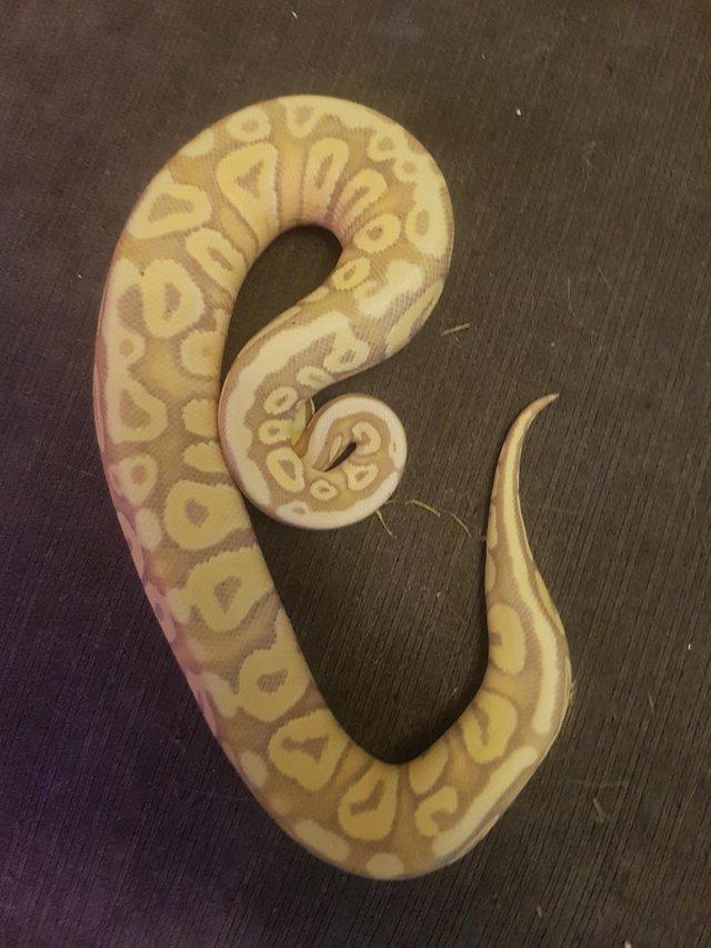 Preview of the first image of Ball python female banana Mojave cb23.