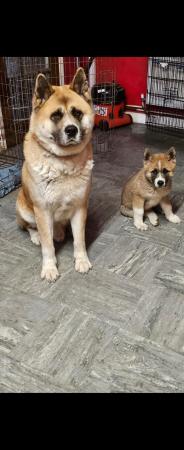 Image 9 of 1 male American inu akita puppy left for sale
