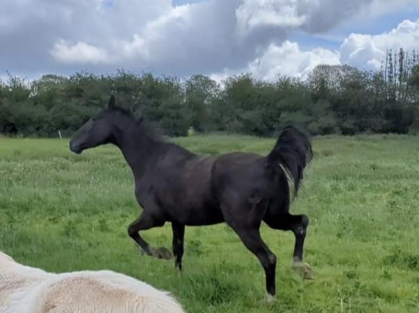 Image 3 of 15hh black 4 year old trotter gelding