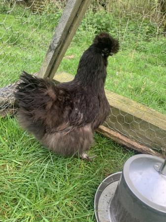 Image 4 of Pure black silkie hatching eggs and chicks!!!
