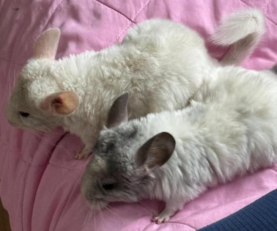 Image 3 of ( RESERVED BOTH ) Two Chinchilla Baby Girls sisters