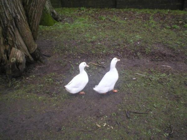 Image 2 of Aylesbury ducks trio for sale