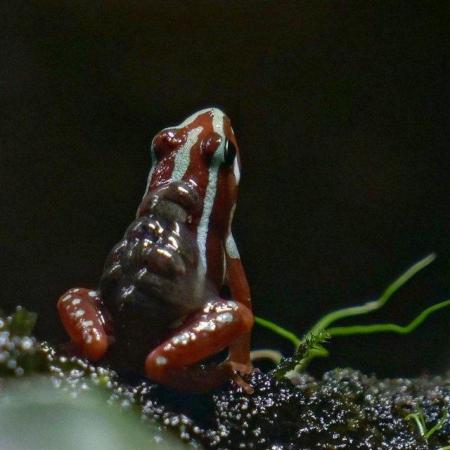 Image 1 of Posted Dart frog Tadpoles, Santa Isabel