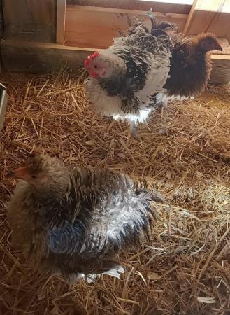 Image 9 of Frizzle feathered/flat coat pet chickens hens and cockerrell