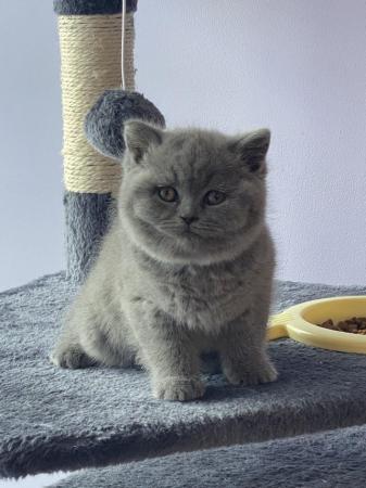 Image 6 of Gorgeous British Shorthair Kittens