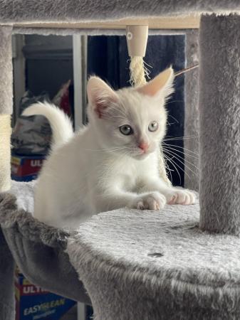 Image 1 of 10 week PURE white male kitten