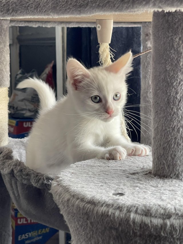 Preview of the first image of 10 week PURE white male kitten.