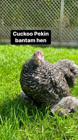 Image 12 of Bantam hens at point of lay