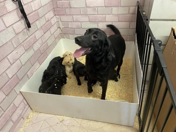 Image 5 of Black & Golden Labrador puppies