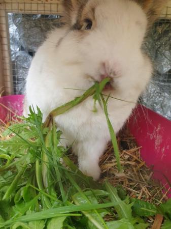 Image 8 of 3 year old mini lop x lion head rabbit and large hutch