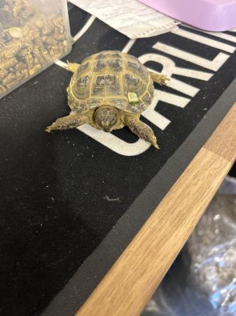 Image 5 of Horsefield tortoise about 2 year old 3 of them £100  all