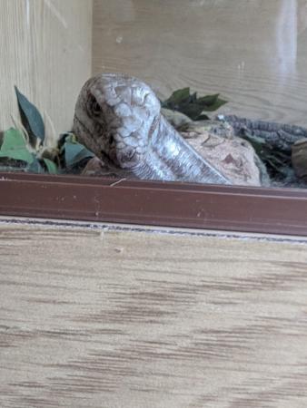 Image 3 of European glass lizard (legless lizard) for sale