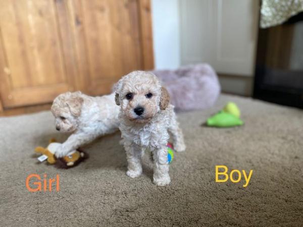 Image 15 of DNAHealth tested Champagne Toy Poodle pups READY NOW!