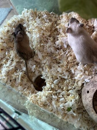 Image 2 of Girl Gerbils 3 months old come as a pair