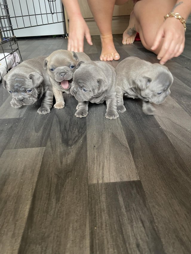 Preview of the first image of Beautiful French bulldogs ?.