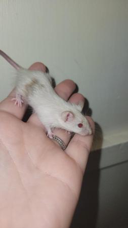 Image 5 of Ready now, beautiful baby mice £2.50 great pets