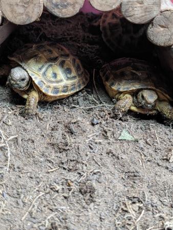 Image 3 of Baby horsfield tortoises