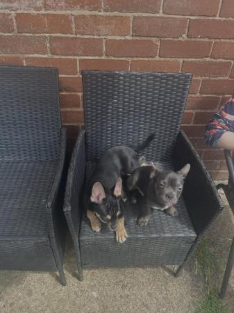 Image 4 of REDUCED 2 Male chihuahua x French bulldog puppies