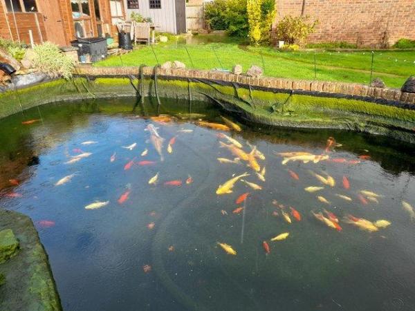 Image 1 of Rehoming any pond fish koi and pond clearance