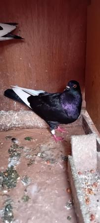 Image 1 of 1 year old pigeon mix  colour