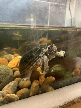 Image 2 of 2x Musk Turtles for sale