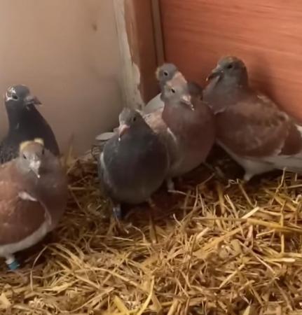 Image 2 of Young racing pigeons for sale