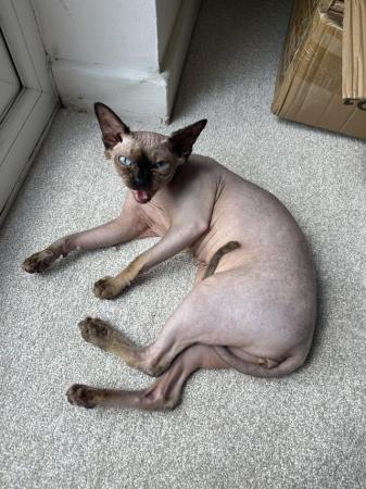 Image 3 of Almost 2 Year Old Neutered Male Sphynx