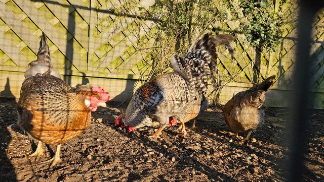 Image 2 of Breeding group of cream legbars, 1 cock and 4 hens 14 months