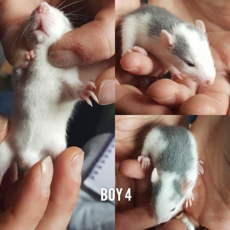 Image 9 of Baby rats girls and boys smooth coat top eared